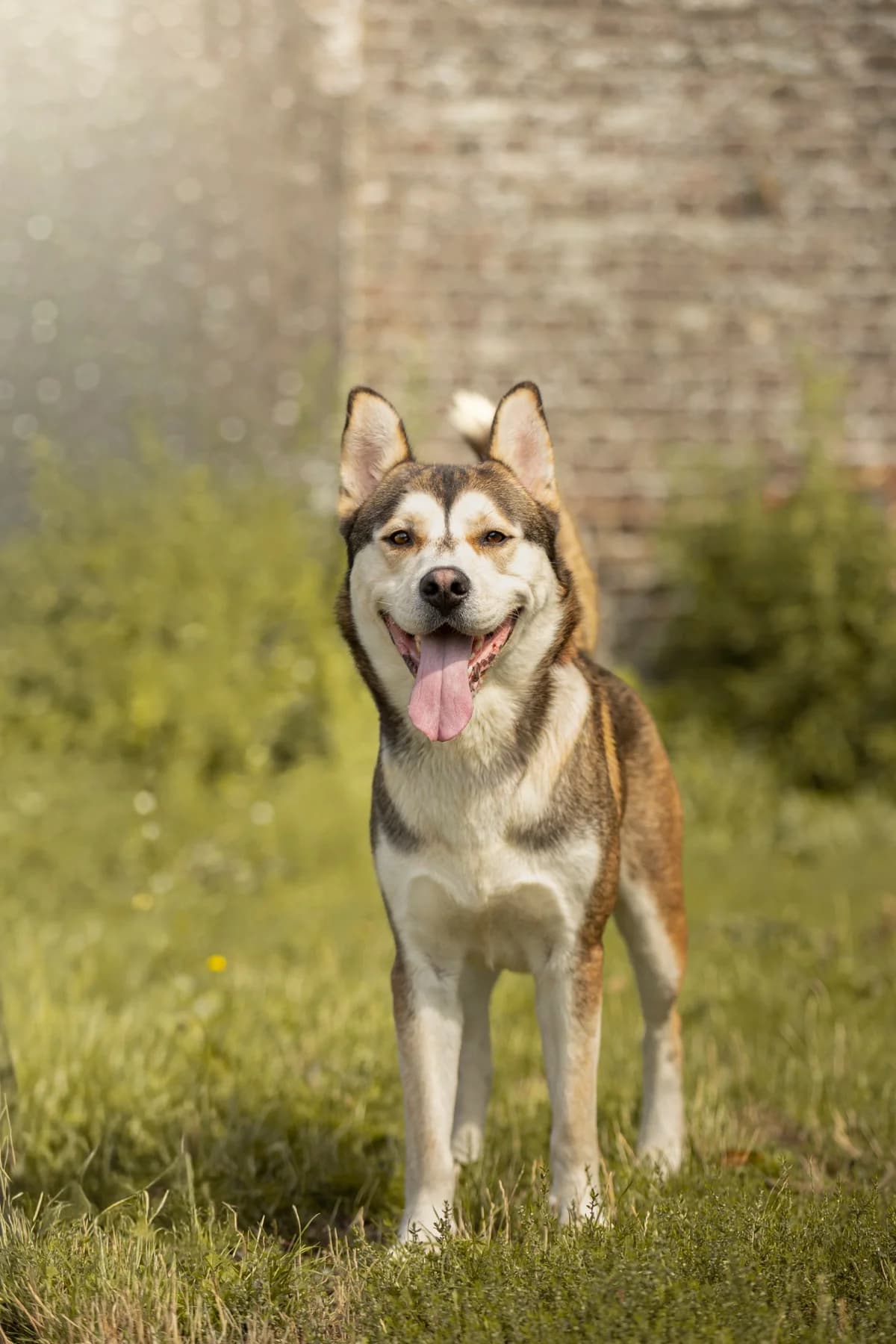Pongo, male young Mixed Breed for adoption at SPA La Louvière, Louviere