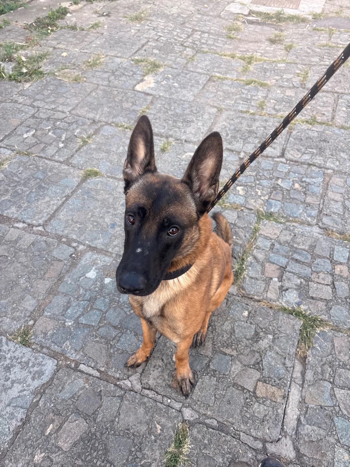 Malou, male young French Bulldog for adoption at SPA La Louvière, Louviere