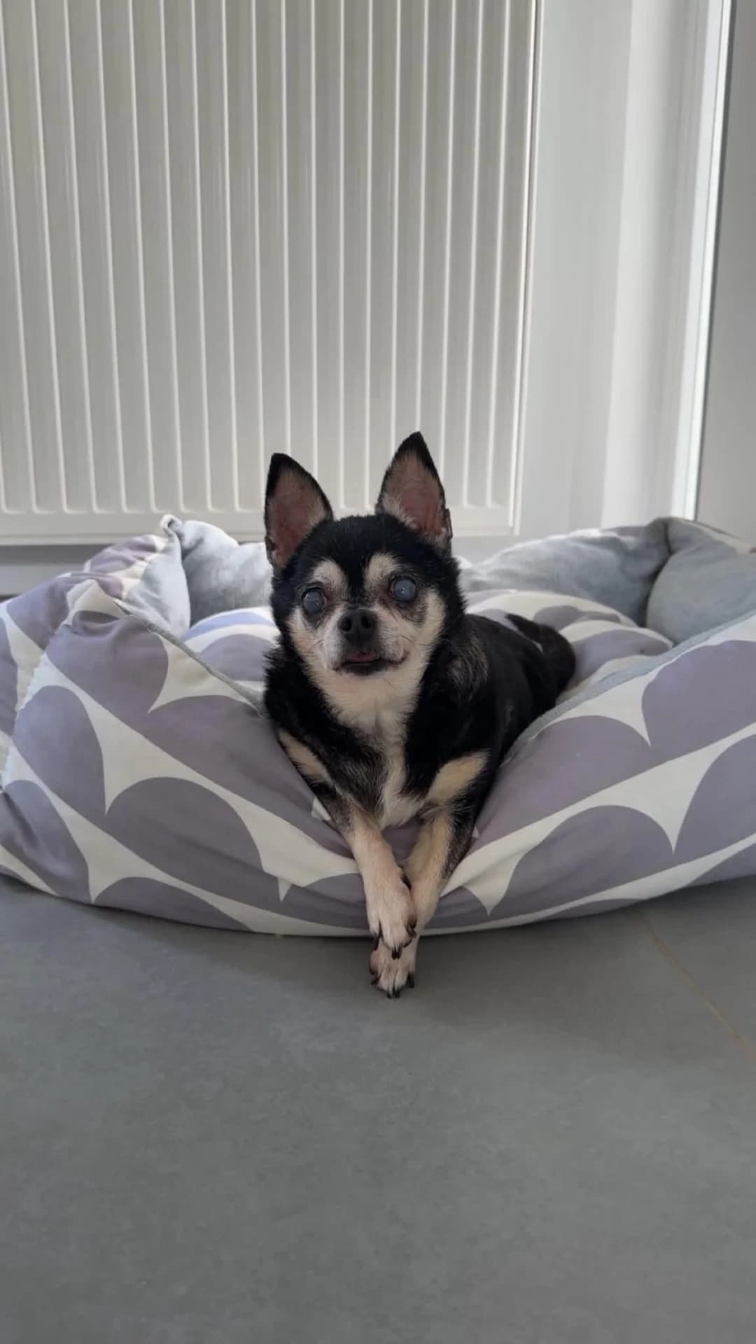 Nox, male senior French Bulldog for adoption at SPA La Louvière, Louviere