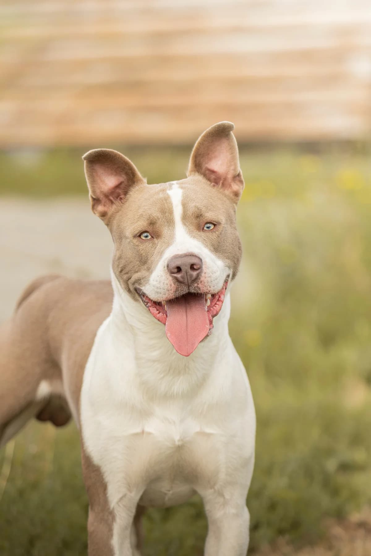 Sam, male young French Bulldog for adoption at SPA La Louvière, Louviere