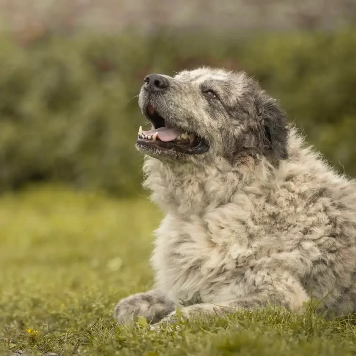 Ellia, female 4yo Mixed Breed for adoption at SPA La Louvière, Louviere