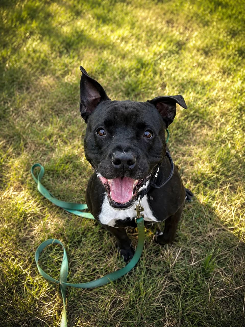 Ace, male senior American Staffordshire Terrier for adoption at SPA Mouscron, Mouscron