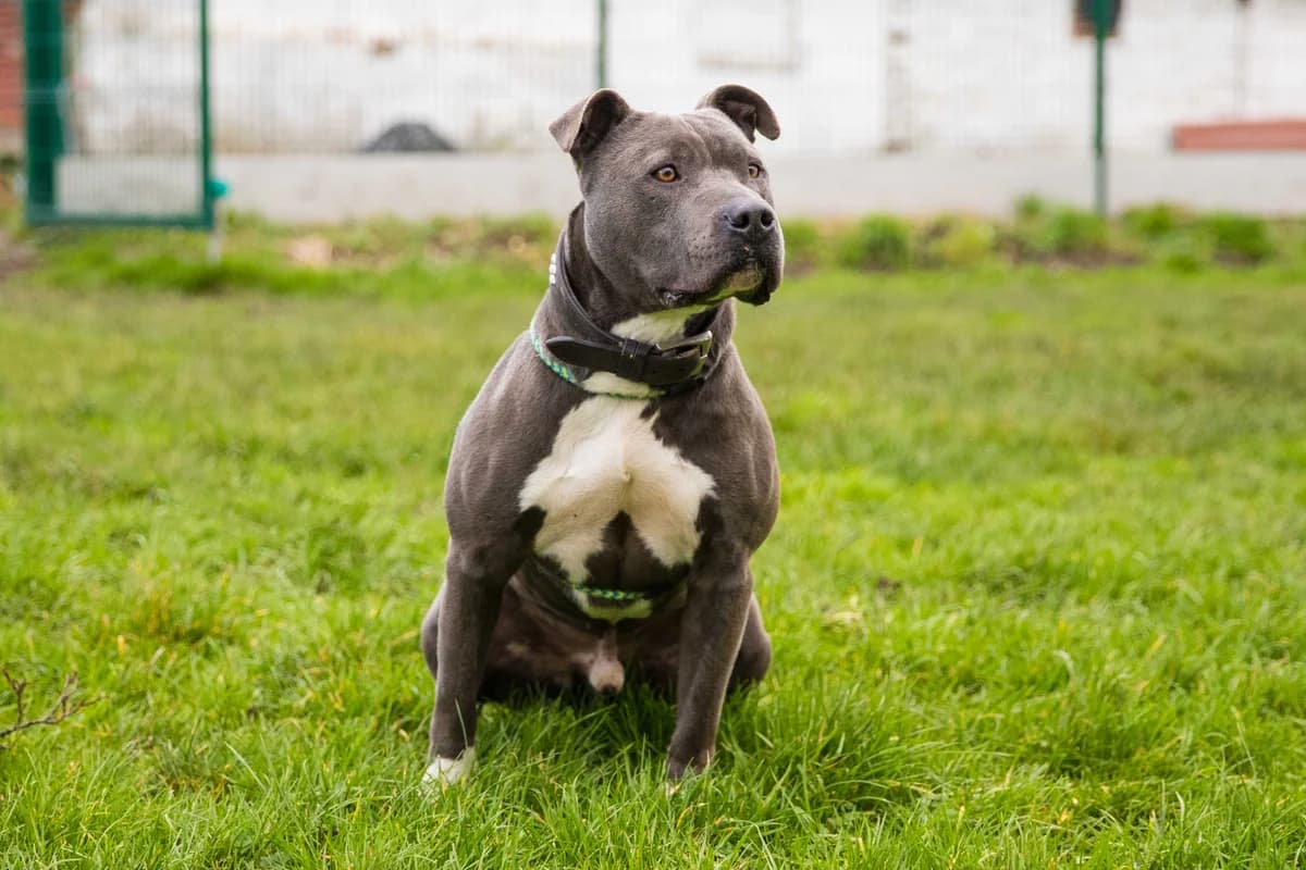 Simba, male senior mixed breed for adoption at SPA Mouscron, Mouscron