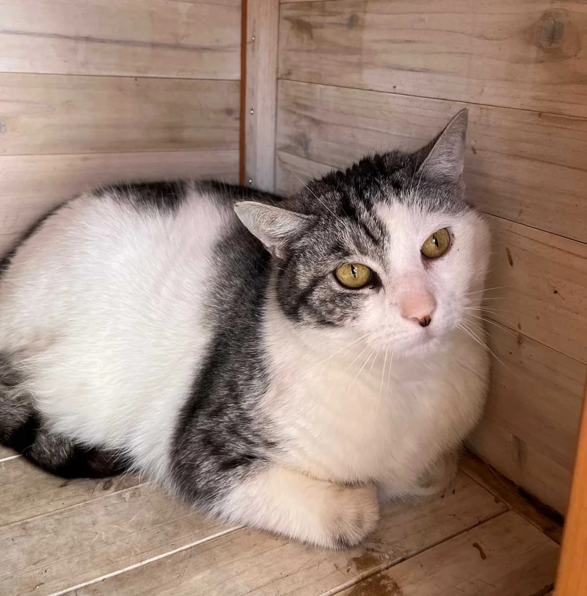 Louis, male 5yo European Shorthair for adoption at SPA Mouscron, Mouscron
