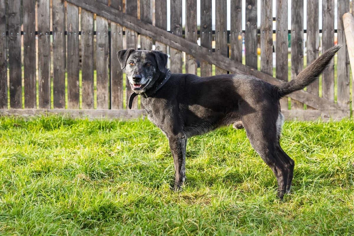 Salem, male 5yo Labrador Retriever for adoption at SPA Mouscron, Mouscron