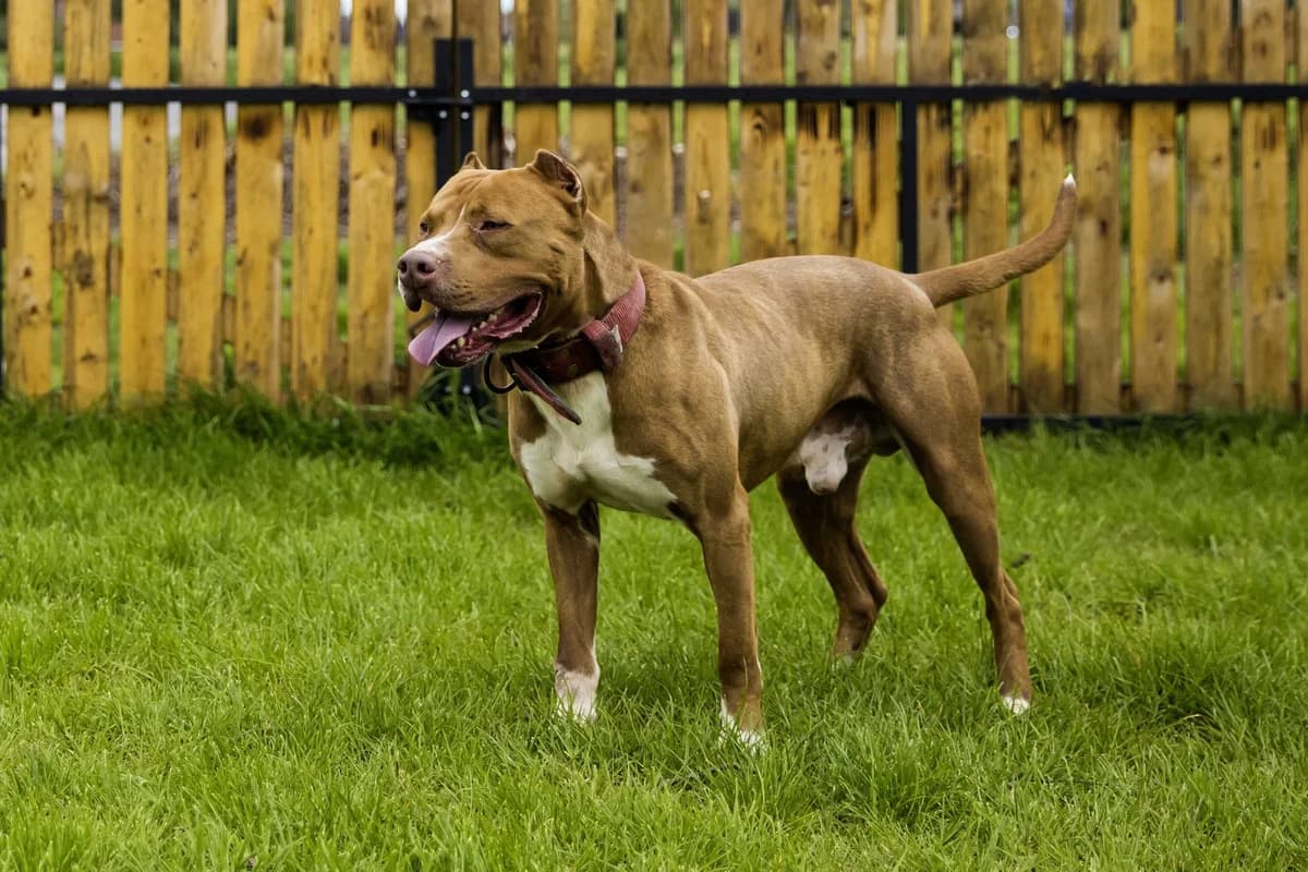 Hugo, male 7yo American Staffordshire Terrier for adoption at SPA Mouscron, Mouscron