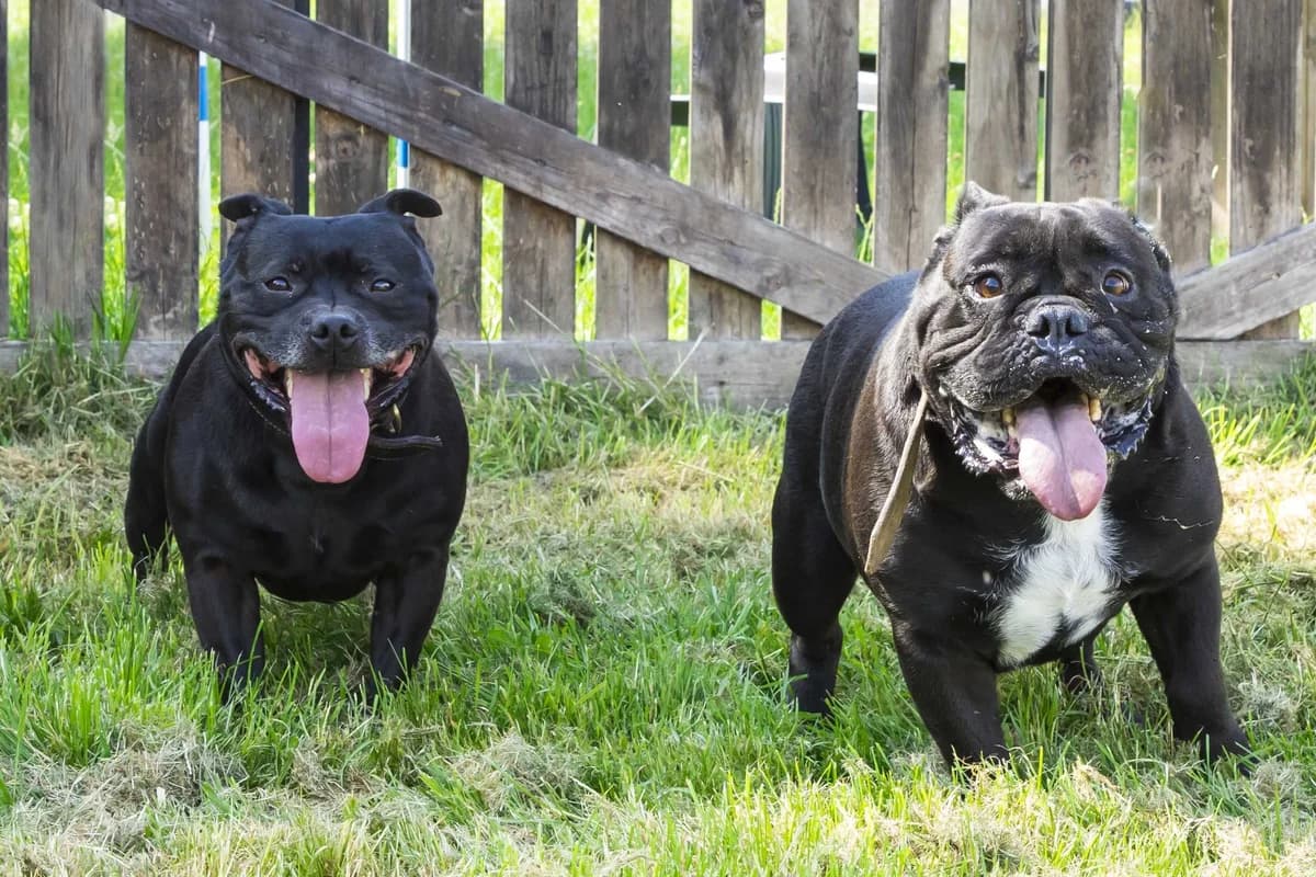 Gaston et Nakia, male 5yo English Bulldog for adoption at SPA Mouscron, Mouscron
