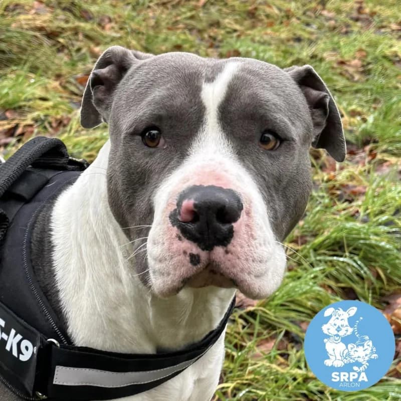 Rasta, male 5yo American Staffordshire Terrier for adoption at SRPA Arlon