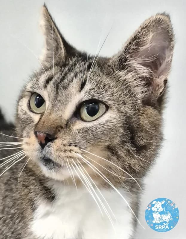 Lulu, female senior European Shorthair for adoption at SRPA Arlon