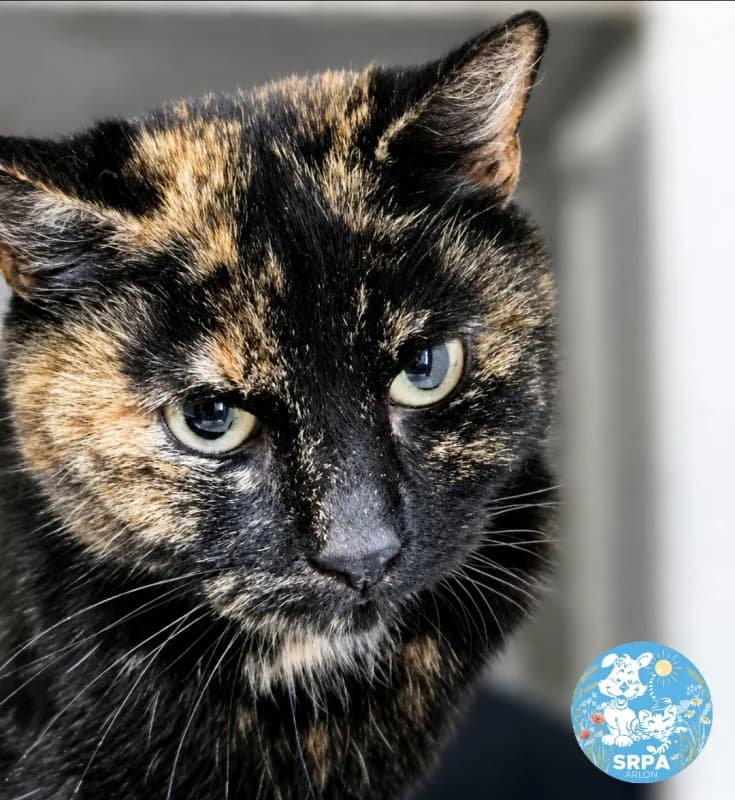 Coline, female 7yo European Shorthair for adoption at SRPA Arlon