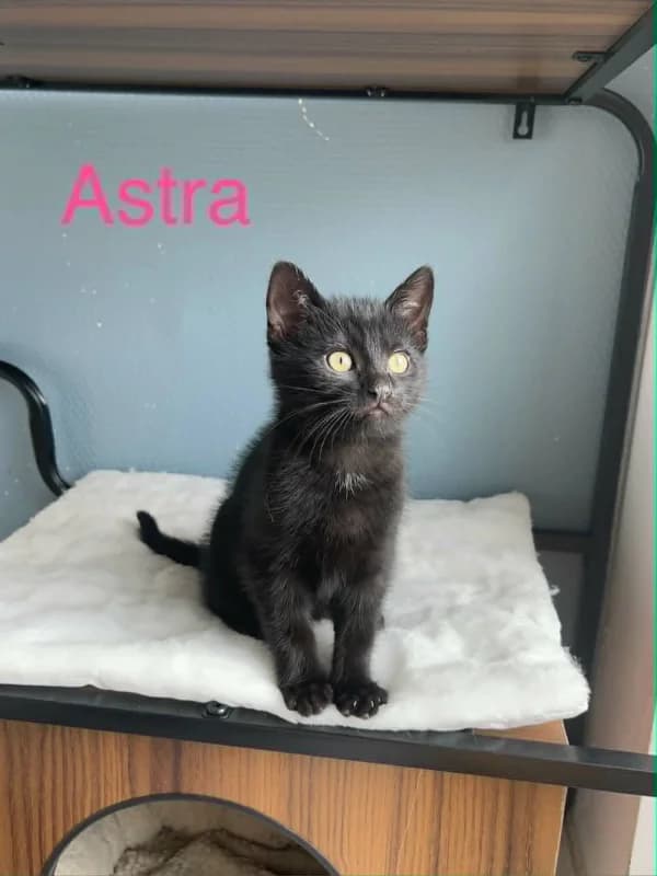 Astra, female puppy European Shorthair for adoption at SRPA Arlon