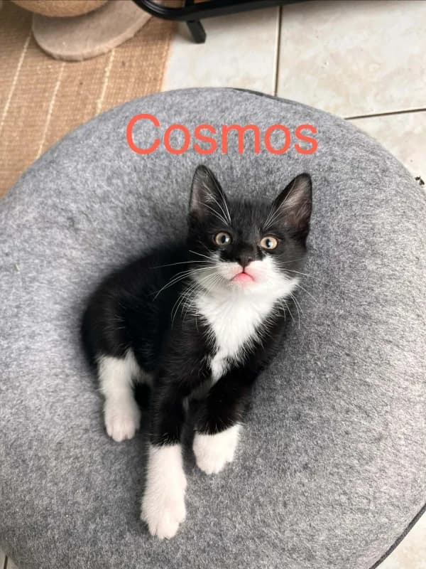 Cosmos, male puppy European Shorthair for adoption at SRPA Arlon