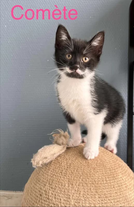 Comète, female puppy European Shorthair for adoption at SRPA Arlon