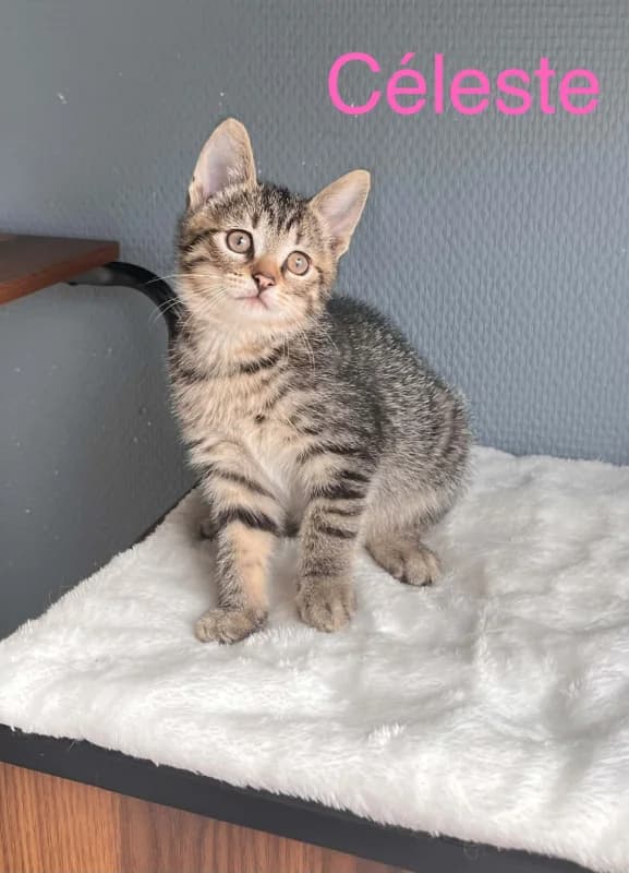 Céleste, female puppy European Shorthair for adoption at SRPA Arlon