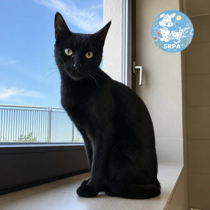 Norah, female 3yo European Shorthair for adoption at SRPA Arlon