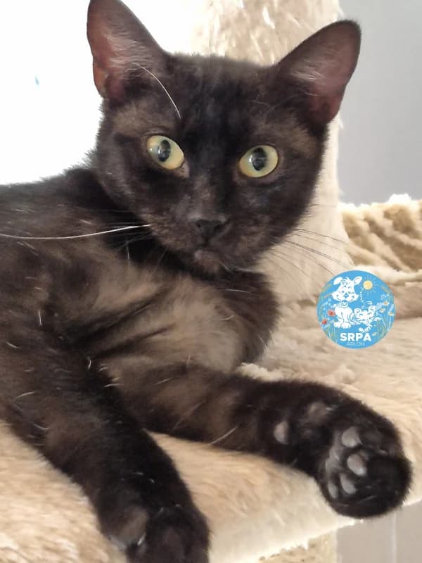 Animal 600.041, female 3yo European Shorthair for adoption at SRPA Arlon