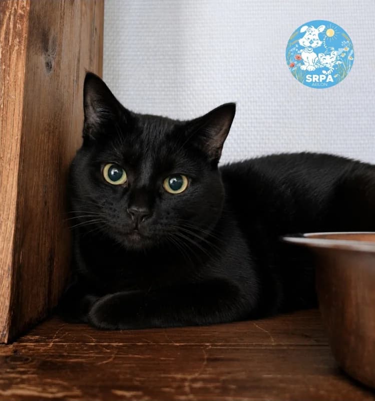 Léon, male young European Shorthair for adoption at SRPA Arlon