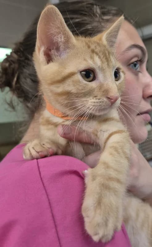 Dorito, male puppy European Shorthair for adoption at SRPA Arlon