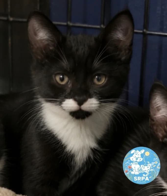 Animal 600.041, female puppy European Shorthair for adoption at SRPA Arlon