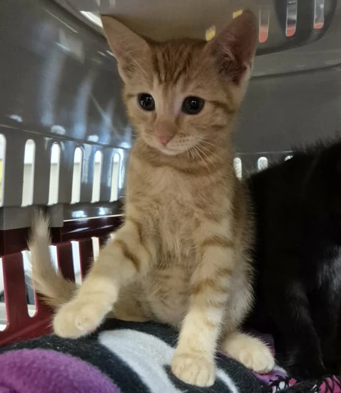 Chipito, male puppy European Shorthair for adoption at SRPA Arlon