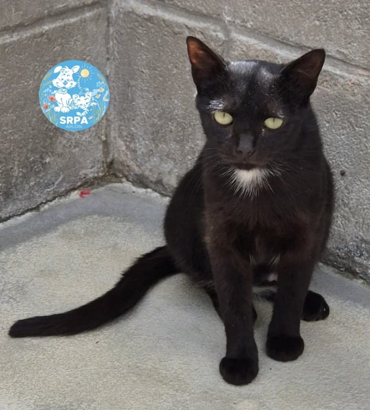 Animal 600.041, female 7yo European Shorthair for adoption at SRPA Arlon