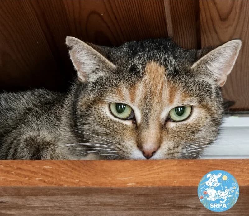 Sally, female 4yo European Shorthair for adoption at SRPA Arlon