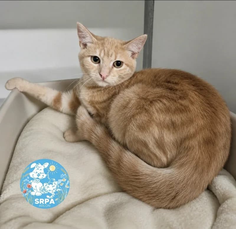 Poly, female puppy European Shorthair for adoption at SRPA Arlon