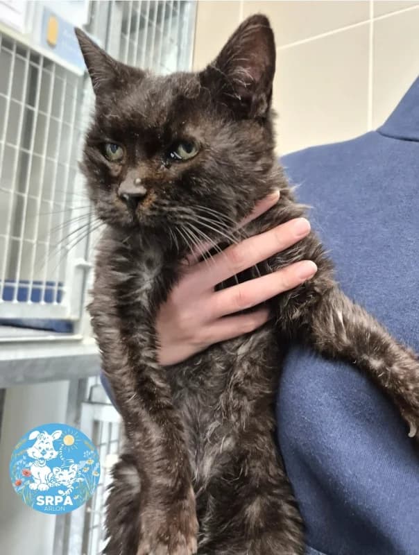 Loucia, female senior European Shorthair for adoption at SRPA Arlon