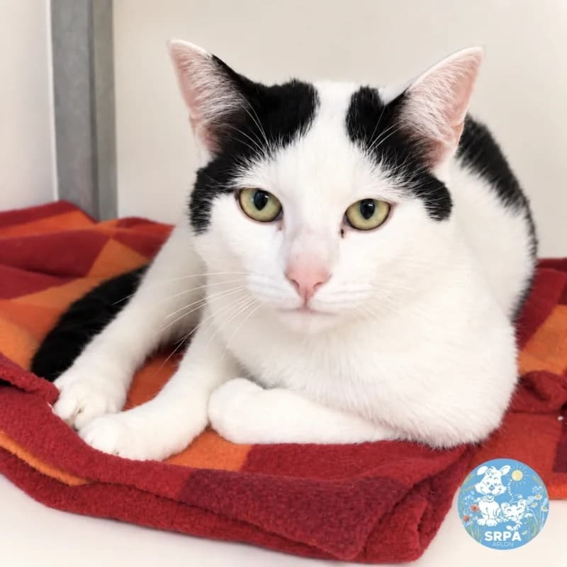 Jack, male puppy European Shorthair for adoption at SRPA Arlon