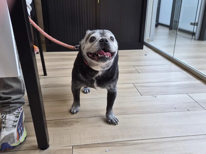 Brutus, male senior Mixed Breed for adoption at SRPA Liege, Srpa Liege
