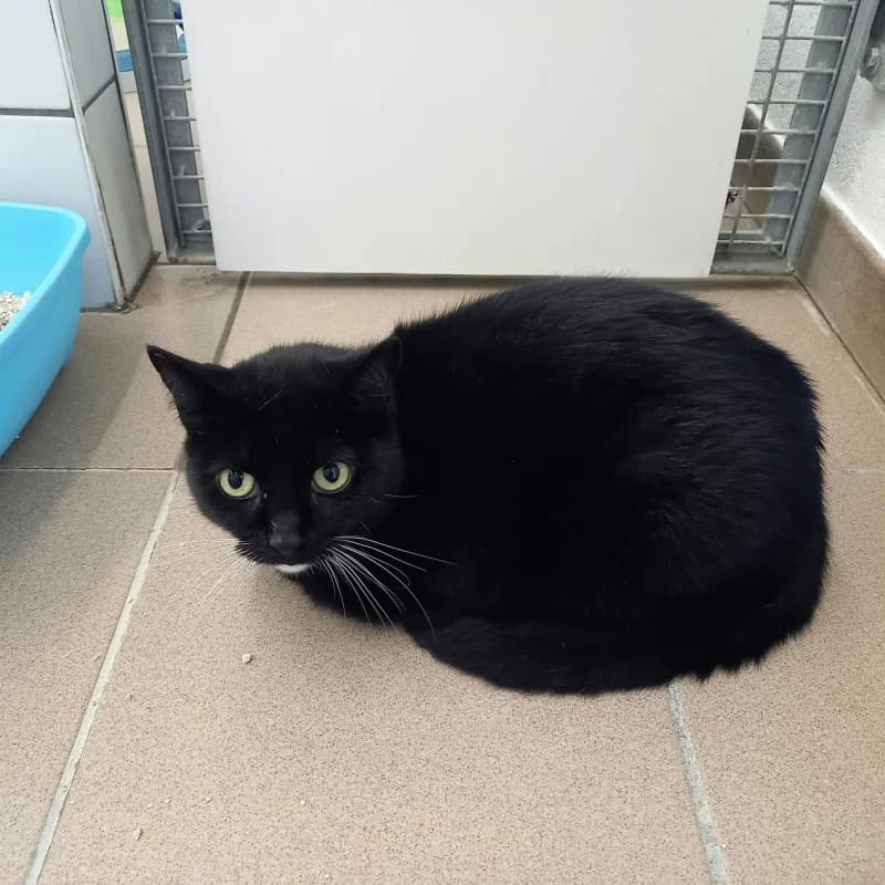 Flora, female senior European Shorthair for adoption at SRPA Liege, Srpa Liege