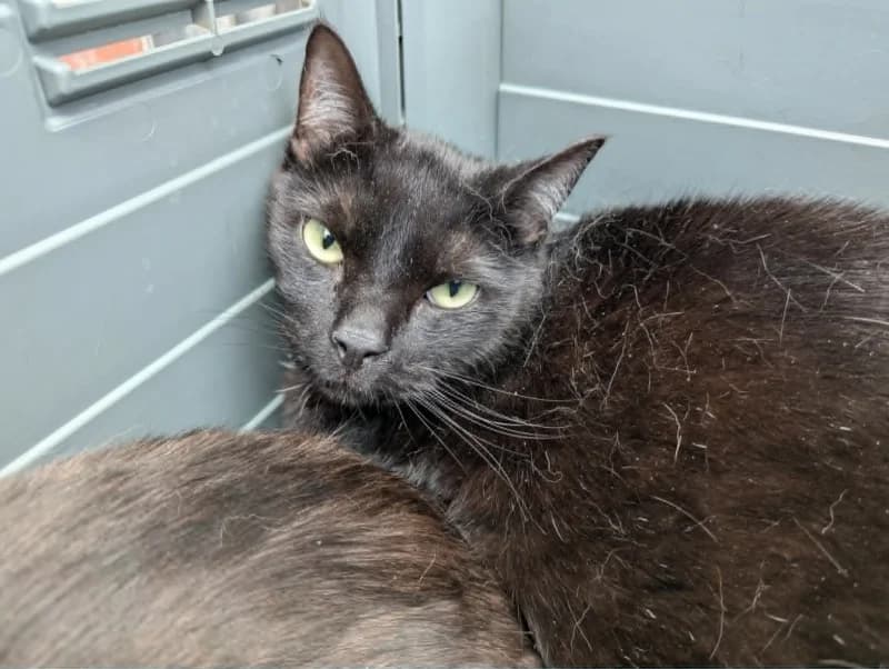 Mimi, male 7yo European Shorthair for adoption at SRPA Liege, Srpa Liege