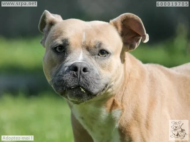 Isola, female 5yo mixed breed for adoption at SRPA Vinalmont