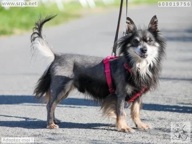 Raoul/gamin, male senior Chihuahua for adoption at SRPA Liege, Srpa Liege