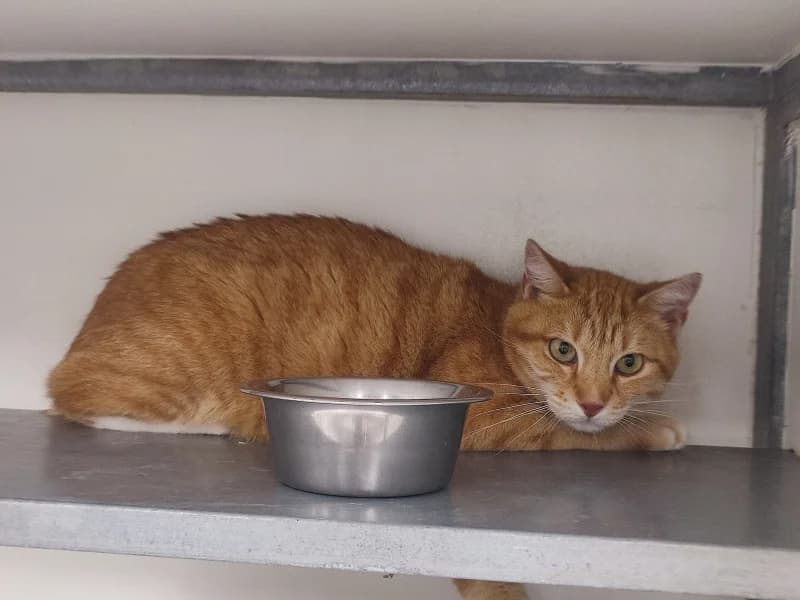 Rondoudou, male 5yo European Shorthair for adoption at SRPA Liege, Srpa Liege