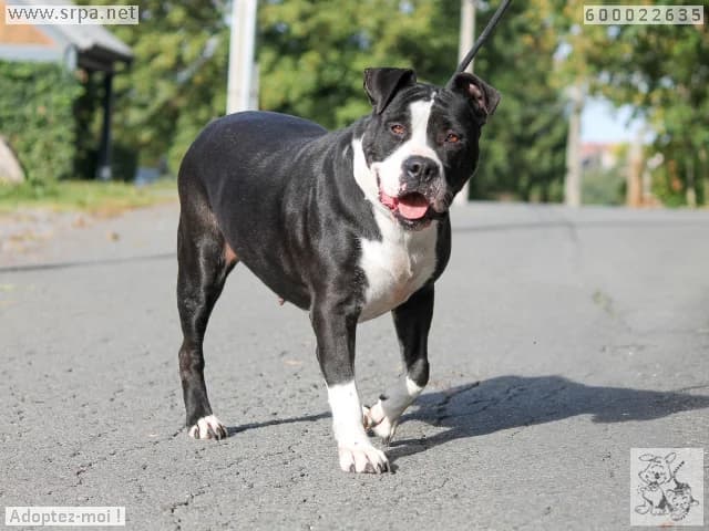 Louna, female 6yo American Staffordshire Terrier for adoption at SRPA Liege, Srpa Liege