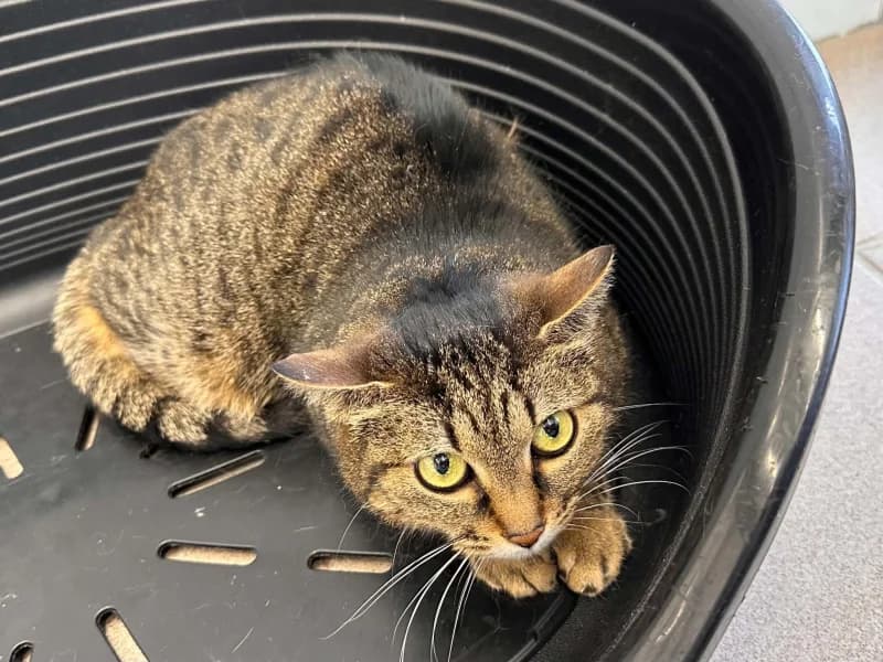 Olive, female 4yo European Shorthair for adoption at SRPA Liege, Srpa Liege
