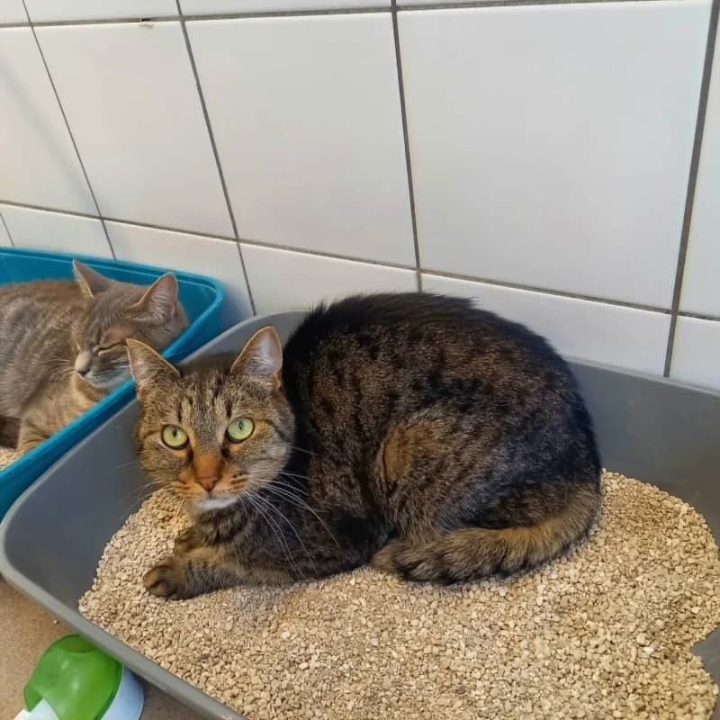 Pietro, male senior mixed breed for adoption at SRPA Liege, Srpa Liege