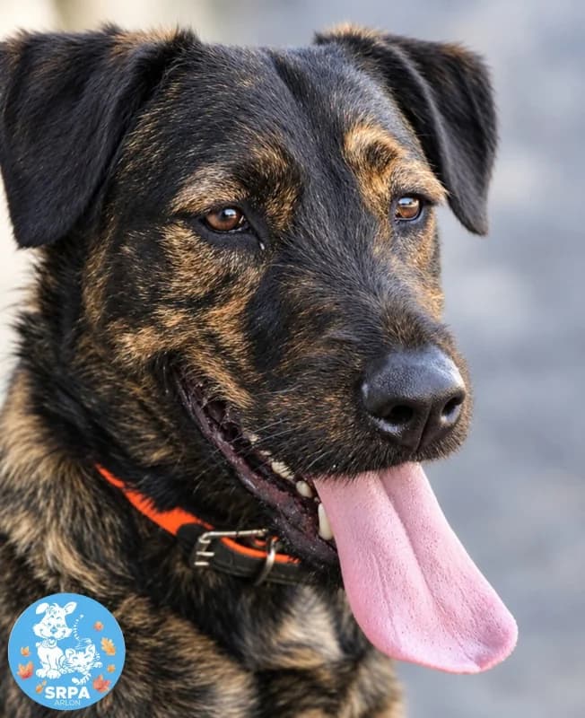 Blue, female young Mixed Breed for adoption at SRPA Arlon