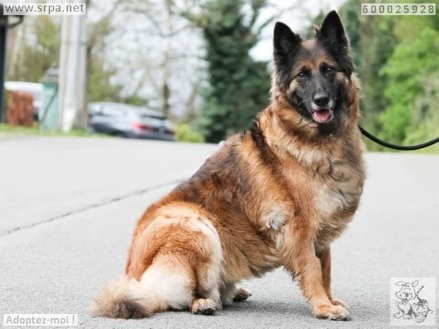 Fluffy, female senior Belgian Tervuren for adoption at SRPA Liege, Srpa Liege