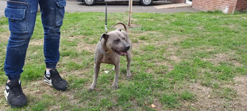 Kenzo, male 3yo Shar Pei for adoption at SRPA Liege, Srpa Liege