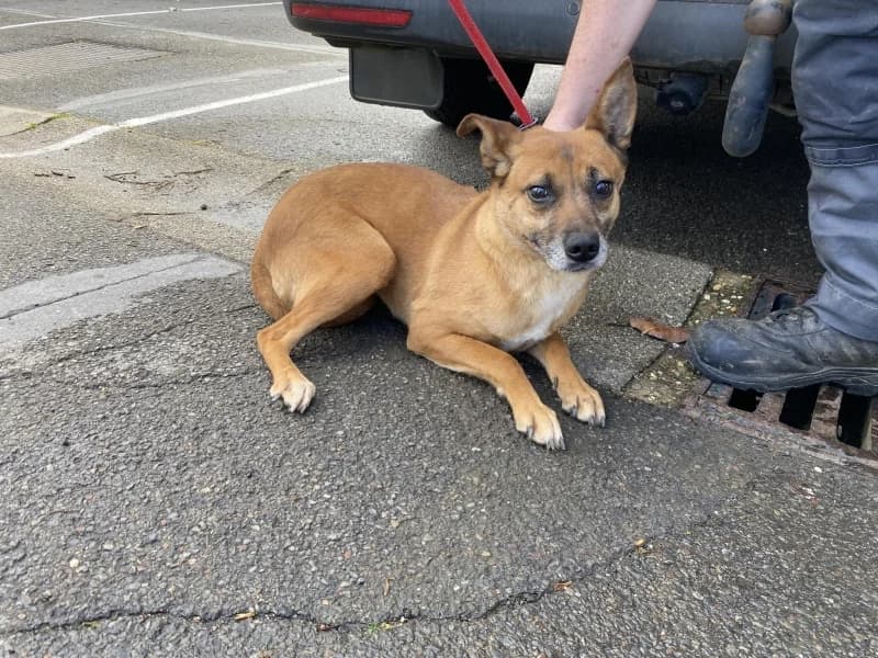 Olga, female 6yo mixed breed for adoption at SRPA Liege, Srpa Liege