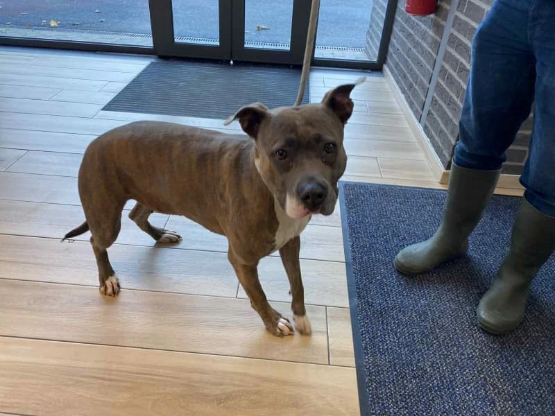 Farida/petrouchka, female 4yo American Staffordshire Terrier for adoption at SRPA Liege, Srpa Liege
