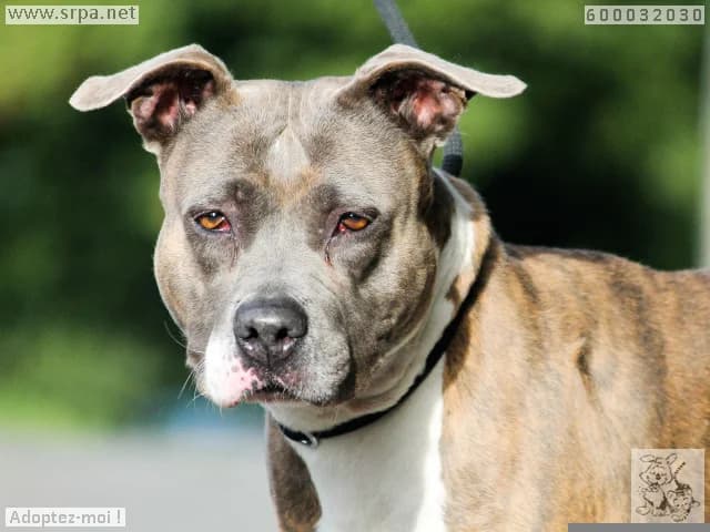 Farida/petrouchka, female 4yo American Staffordshire Terrier for adoption at SRPA Liege, Srpa Liege