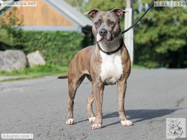 Farida/petrouchka, female 4yo American Staffordshire Terrier for adoption at SRPA Liege, Srpa Liege