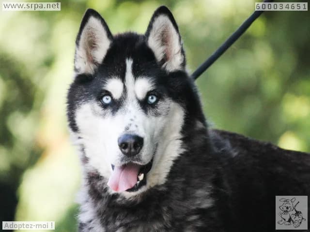 Hades, male 7yo Husky for adoption at SRPA Liege, Srpa Liege