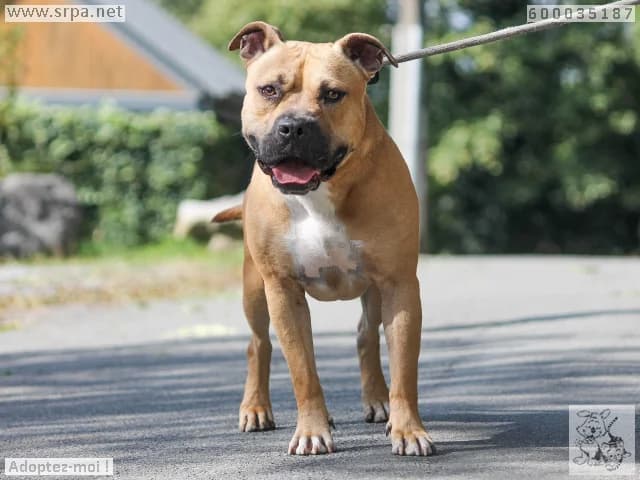 Edgar, male young Staffordshire Bull Terrier for adoption at SRPA Liege, Srpa Liege