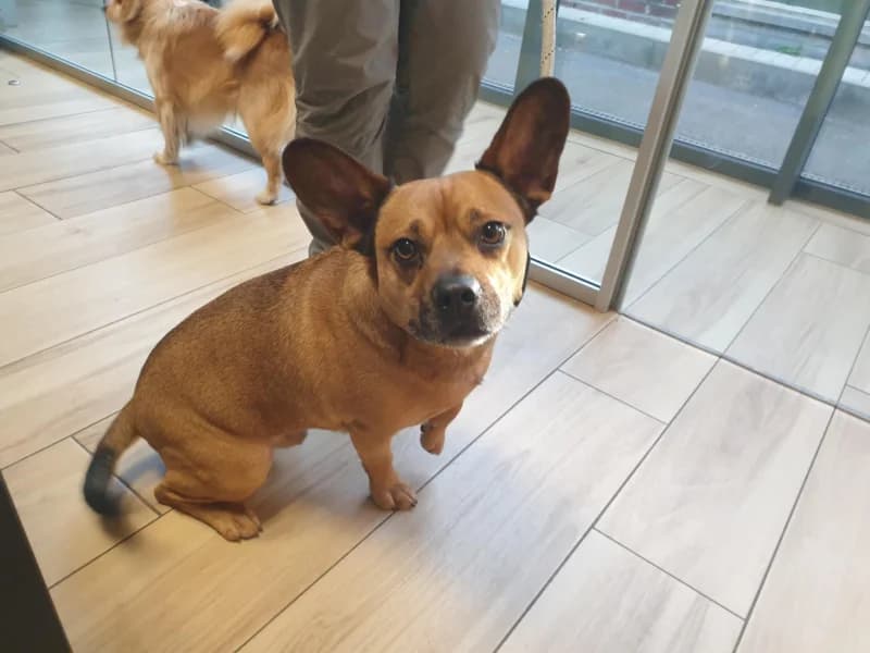 Zazou, male 5yo French Bulldog for adoption at SRPA Liege, Srpa Liege