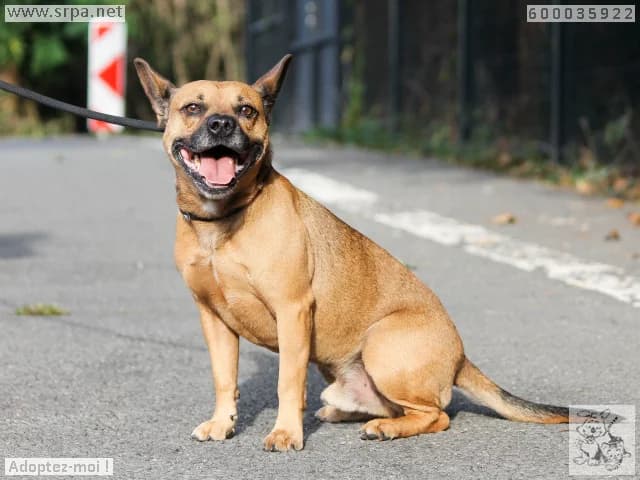 Zazou, male 5yo French Bulldog for adoption at SRPA Liege, Srpa Liege