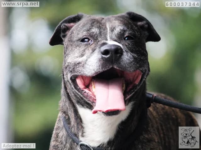 Simba/ricci, male 4yo American Staffordshire Terrier for adoption at SRPA Liege, Srpa Liege